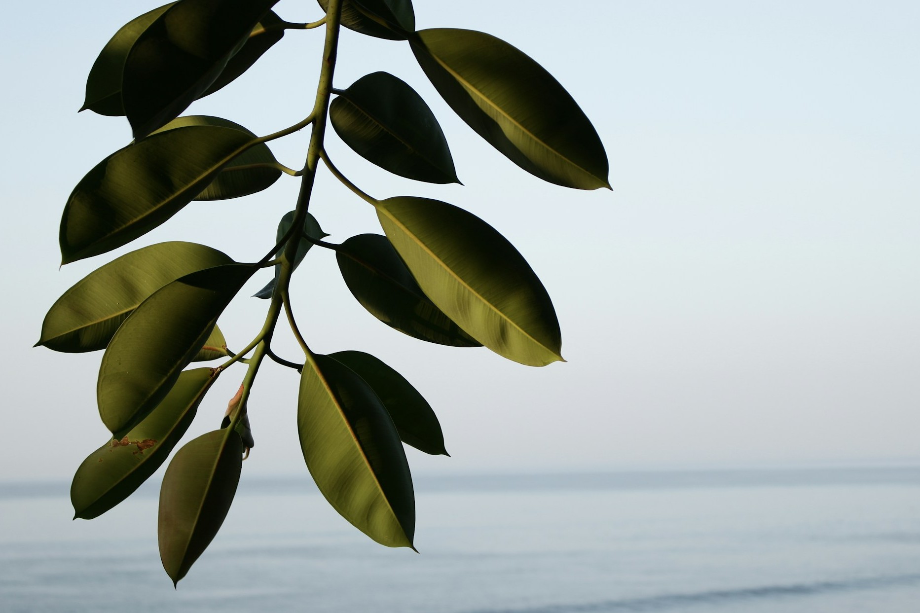 A branch of a tree near the ocean